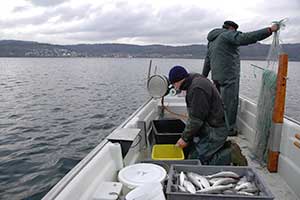 Fischerei Andreas und Sonja Knoblauch, Unteruhldingen