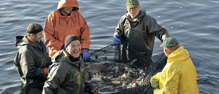 Peitzer Edelfisch Handelsgesellschaft mbH