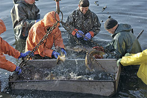 Peitzer Edelfisch Handelsgesellschaft mbH